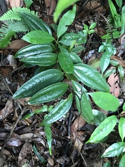 Smilax retroflexa