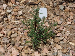 Penstemon pinifolius