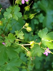 Geranium lucidum
