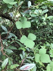 Rhynchosia volubilis