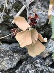 Rhynchosia volubilis