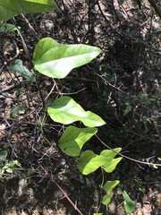 Cocculus orbiculatus