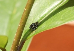 Heliophanus