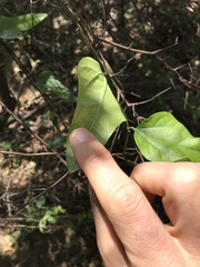 Cocculus orbiculatus