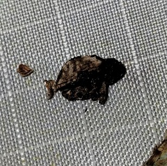 Cryptorhynchus fuscatus