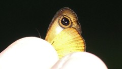 Ypthima fulvida