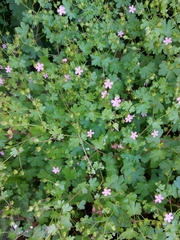 Geranium lucidum