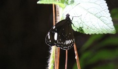 Euploea lewinii