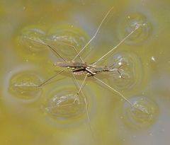 Aquarius conformis