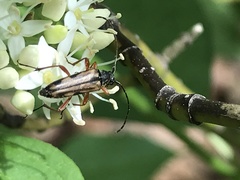 Analeptura