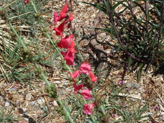 Penstemon wrightii