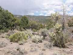 Cylindropuntia multigeniculata