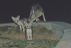 Vulpes macrotis mutica