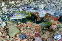 Plectorhinchus gaterinus