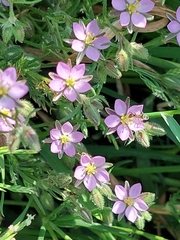 Spergularia rubra