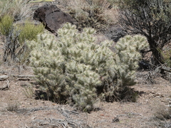Cylindropuntia multigeniculata