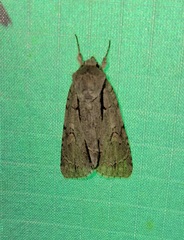 Acronicta laetifica