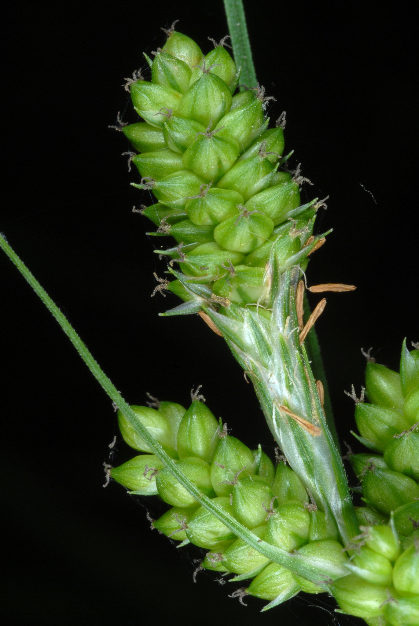Carex complanata