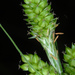 Carex complanata - Photo (c) Douglas Goldman, μερικά δικαιώματα διατηρούνται (CC BY-NC), uploaded by Douglas Goldman