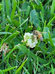 Apis mellifera