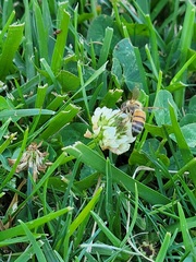 Apis mellifera