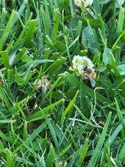 Apis mellifera