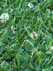 Apis mellifera