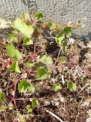 Geranium rotundifolium