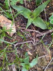 Cyanella
