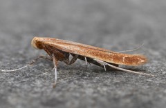 Caloptilia invariabilis