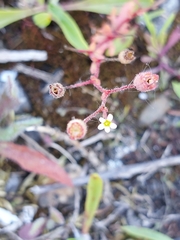 Saxifraga tridactylites