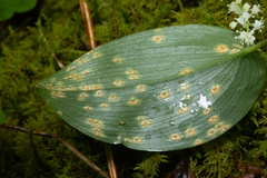 Uromyces halstedii