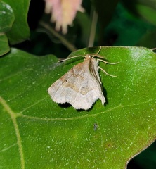 Metarranthis indeclinata