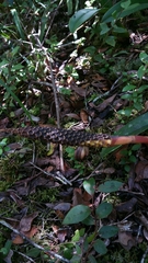 Bulbophyllum coriophorum image