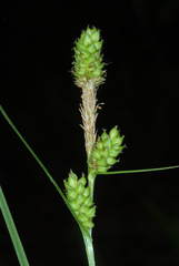 Carex complanata