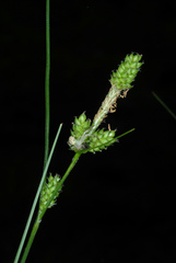 Carex complanata