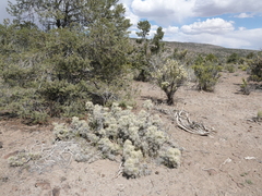 Cylindropuntia multigeniculata