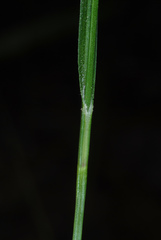 Carex complanata