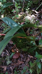 Bulbophyllum coriophorum image