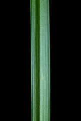 Carex complanata