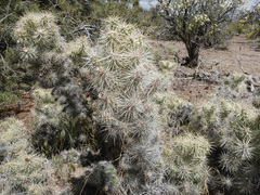 Cylindropuntia multigeniculata