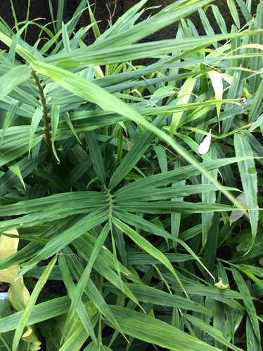 Zingiber officinale