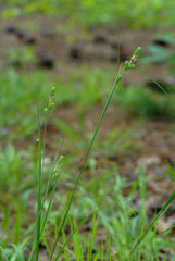 Carex complanata