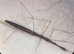 Hydrometra australis