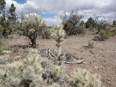 Cylindropuntia multigeniculata