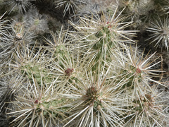 Cylindropuntia multigeniculata