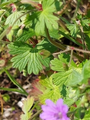 Geranium pyrenaicum