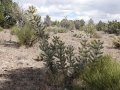 Cylindropuntia multigeniculata