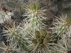 Cylindropuntia multigeniculata