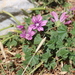 Common Mallow - Photo (c) Ben Zerante, some rights reserved (CC BY-NC), uploaded by Ben Zerante